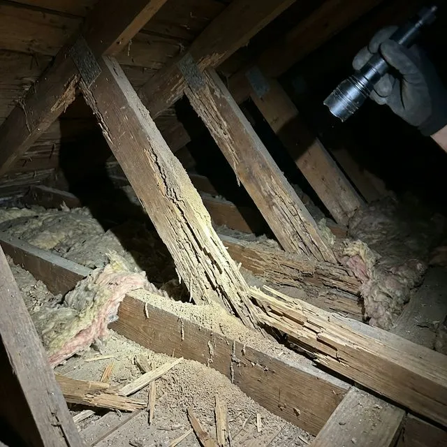 Severe termite damage in attic showing destroyed rafters and trusses