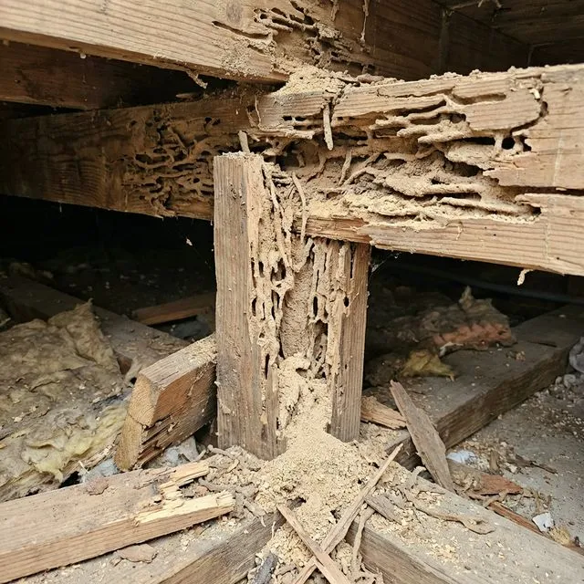 Severe structural termite damage to wooden beams in a South Mississippi home