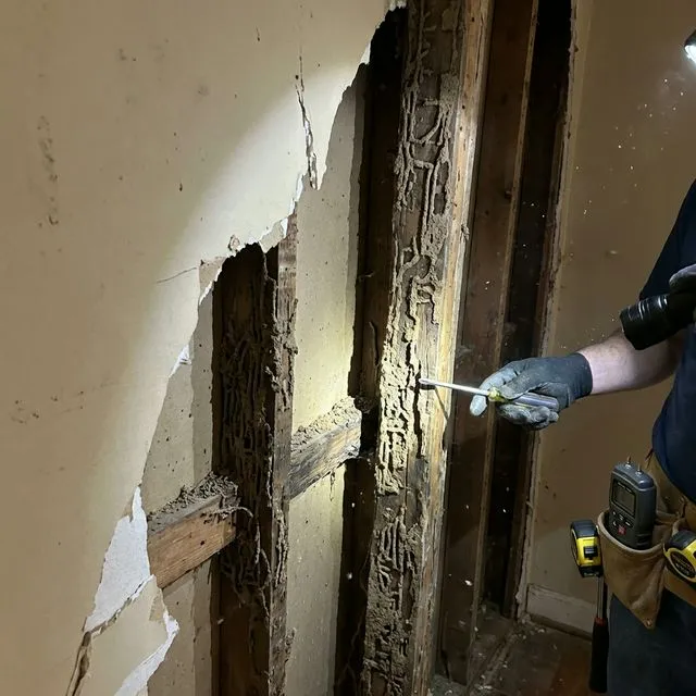 Inspector revealing termite damage behind drywall — hidden structural destruction